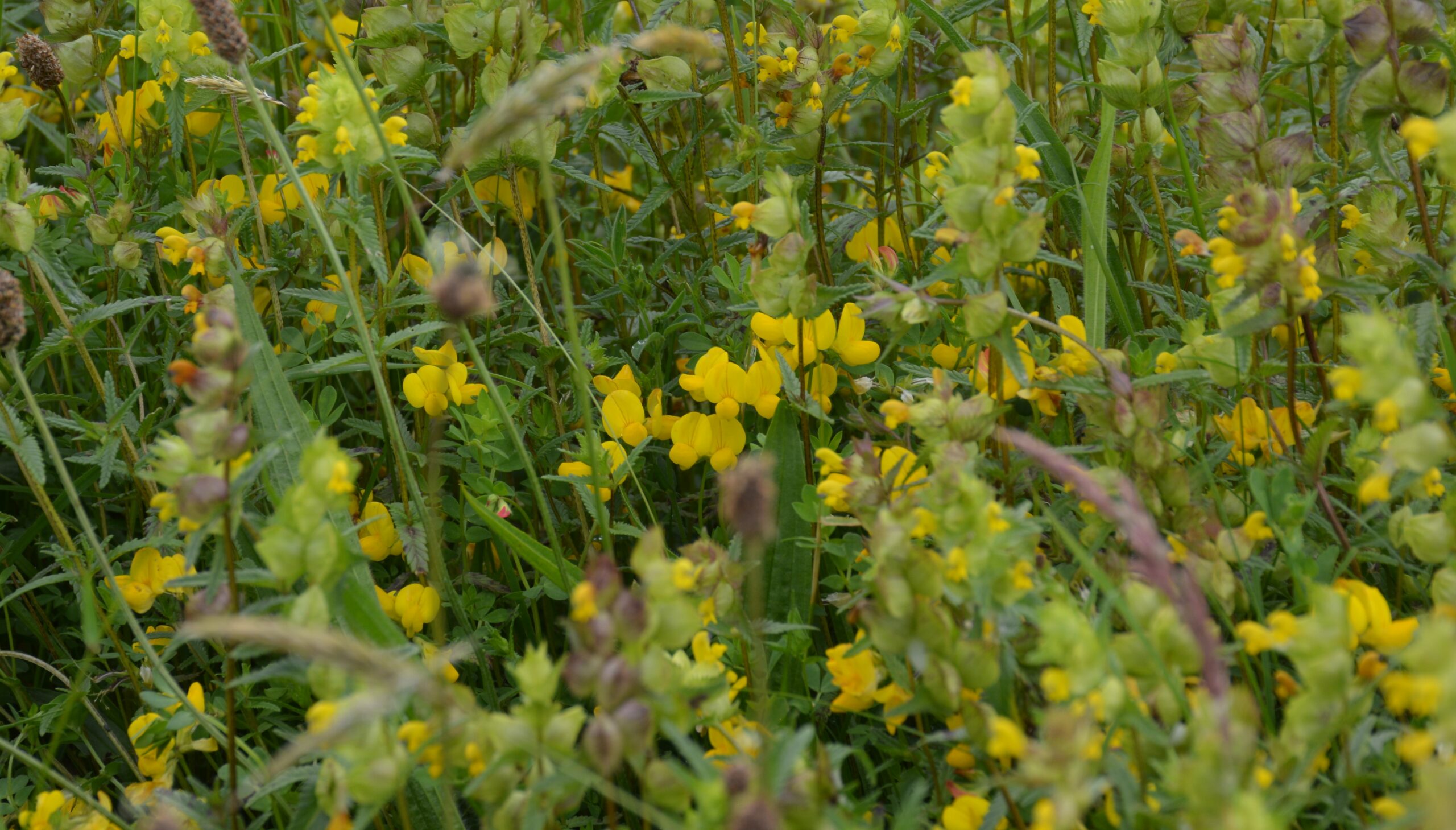 Hemiparasitic plants in Irish grasslands