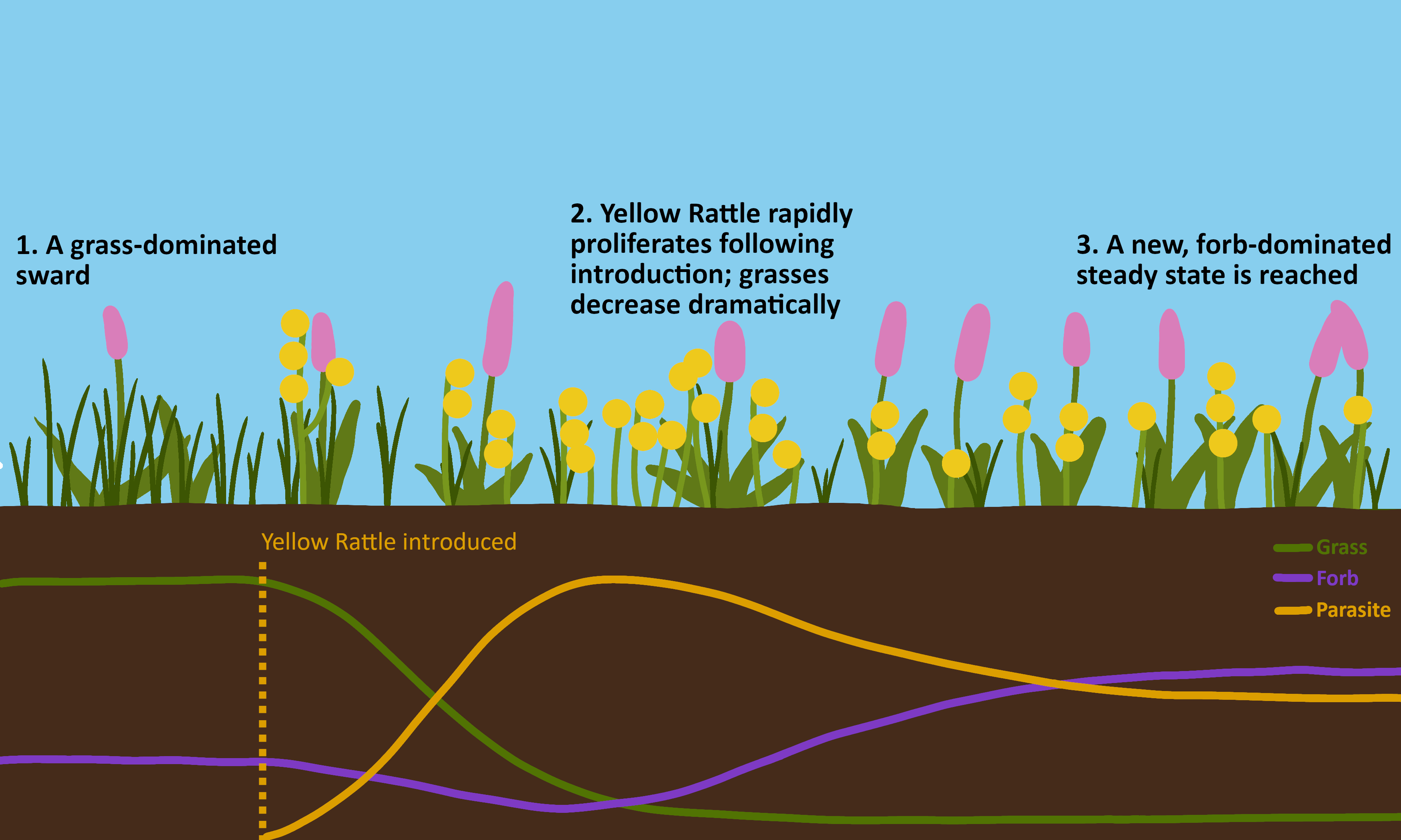 Modelling Yellow Rattle in a simulated grassland
