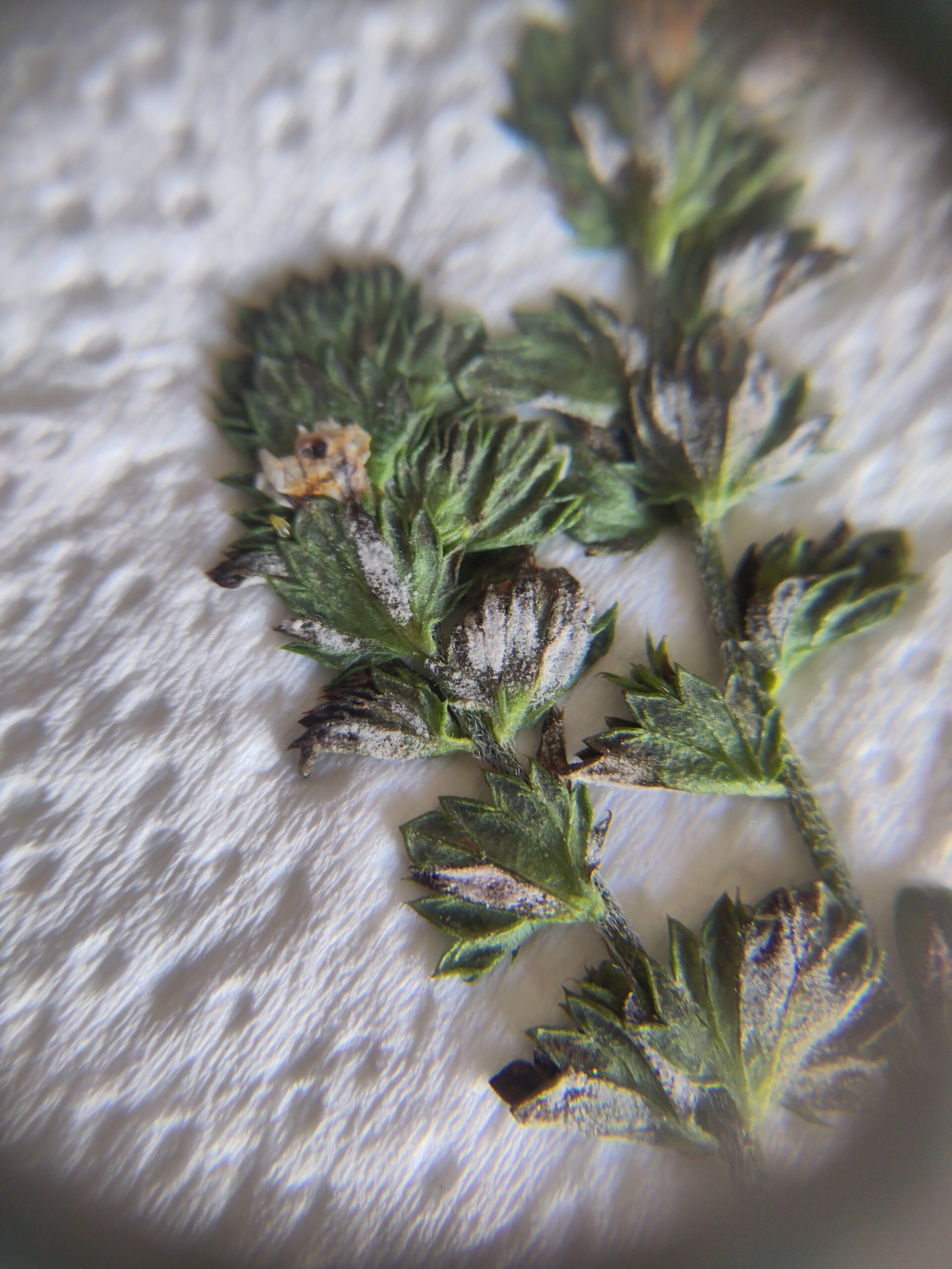 Plasmopara euphrasiae: a downy mildew species new to Ireland